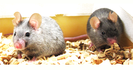 Aging Biology - Intro image 6